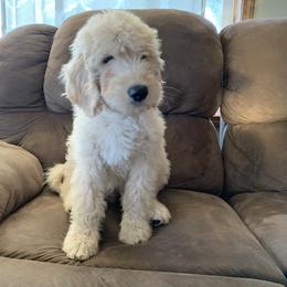 Goldendoodle Puppies from Rolling Acres Doodles and Poodles