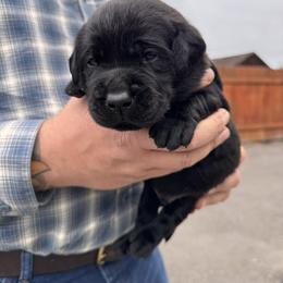 Yellow Collar - Black male Labrador Retriever puppy in Longview, Washington from Northwest Cairn Terriers