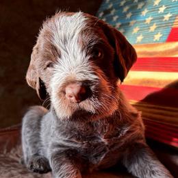 Venom - Brown and gray male Wirehaired Pointing Griffon puppy in Grangeville, Idaho from Happy Hollow Griffons