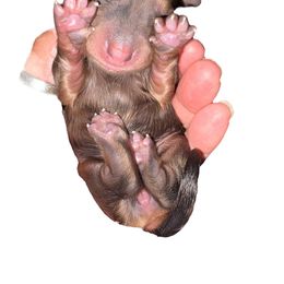 Cream Rec dapple female - Cream female Dachshund puppy in Medina, Ohio from STORIED DOXIES