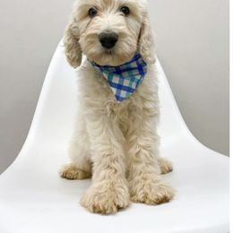 Bernedoodle and Goldendoodle Puppies from Doodle My Heart