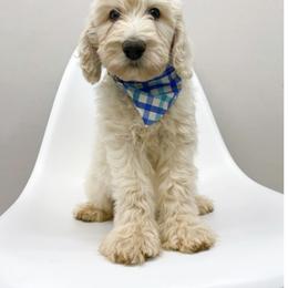 Bernedoodle and Goldendoodle Puppies from Doodle My Heart