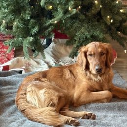 Lucy - Golden Retriever