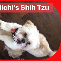 Georgie - Shih Tzu