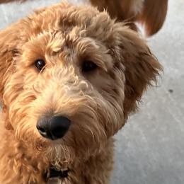 Goldendoodles from Silver Barn Doodles