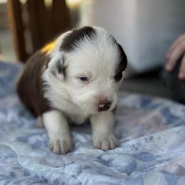 Cookie - Red tri-color male Australian Shepherd puppy in Fontana, California from J.O Family Aussies
