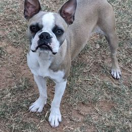 Indigo - Boston Terrier