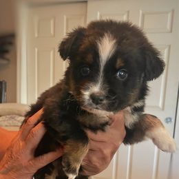Benji - Black tri-color male Australian Shepherd puppy in Oroville, California from Puppy Love Ranch Mini Aussies