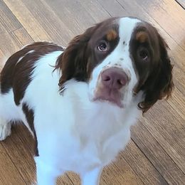 Penelope - English Springer Spaniel
