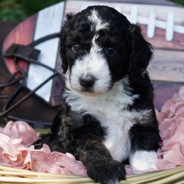 Assorted Doodle Crosses, Aussiedoodles, Bernedoodles, Old English Sheepdogs, and Poodles from Mountain Peak Doodles
