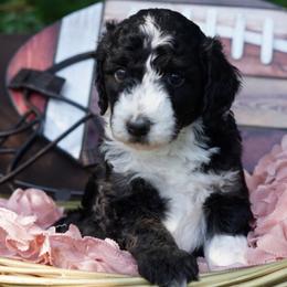 Assorted Doodle Crosses, Aussiedoodles, Bernedoodles, Old English Sheepdogs, and Poodles from Mountain Peak Doodles
