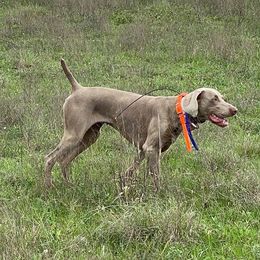 Charlie - Weimaraner