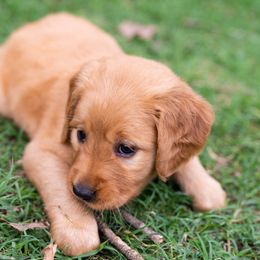 Golden Retriever Puppies from Melissa's Golden Retrievers