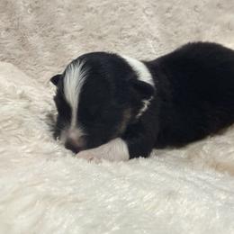 Charm - Black tri-color female Australian Shepherd puppy in Celina, Tennessee from CumberlandRidge Australian Shepherds