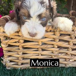 Monica - Red tri-color female Aussiedoodle puppy in Bakersfield, California from Annie's Aussies