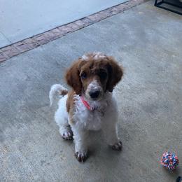 Luna - Parti female Poodle puppy in Osyka, Mississippi from Southern Sunshine Standards