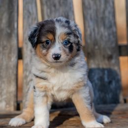 Lei - Blue merle female Miniature Australian Shepherd puppy in Niles, Michigan from Impression Dogs