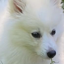 Pomskies from Dogwood Farm Pomskies