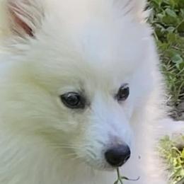 Pomskies from Dogwood Farm Pomskies