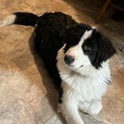 Tornjaks from Bear Cub Kennels