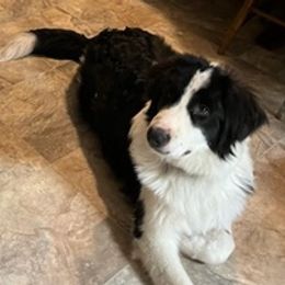 Tornjaks from Bear Cub Kennels