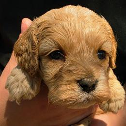 Cinder - Buff and white female Cockapoo puppy in Indiahoma, Oklahoma from Phamily Doodles