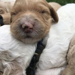 Australian Labradoodle Puppies from Wild Daisy Labradoodles