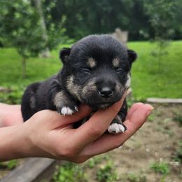 Blossom - Black and tan female Shiba Inu puppy in Illinois from Precious-Puppies