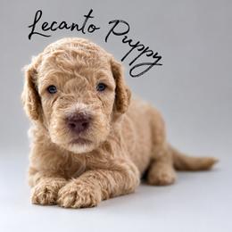 Liam - Brindle male Poodle puppy in Lecanto, Florida from Lecanto Puppy