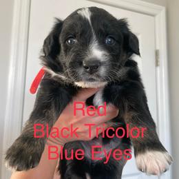 Australian Shepherd puppies from Bone’s Aussies