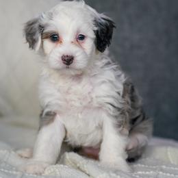 Marlowe - Merle female Bernedoodle puppy in Dundee, Ohio from Down Home Doodle