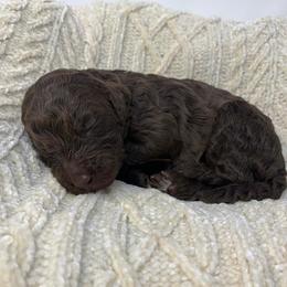 Brooks - Chocolate female Goldendoodle puppy in Calhoun, Georgia from FamilyLoved Doodles