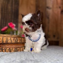 Versace - Chocolate, tan and white male Yorkshire Terrier puppy in Howe, Oklahoma from Ray Holder