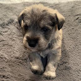 Blue collar - Salt and pepper male Miniature Schnauzer puppy in Hiddenite, North Carolina from Beyond Blessed Pawz