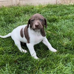 German Shorthaired Pointer Puppies from Chasing Kaya GSP Breeder