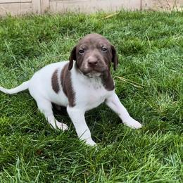 German Shorthaired Pointer Puppies from Chasing Kaya GSP Breeder