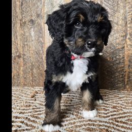 Bernedoodle, Goldendoodle, Poodle, and Sheepadoodle Puppies from Kerr Kanine Ranch