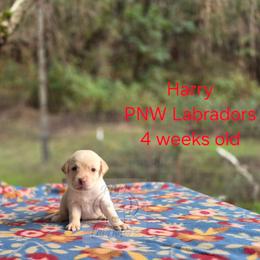 Harry - Yellow male Labrador Retriever puppy in Rogue River, Oregon from PNW Labradors