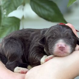 Flay - White and red male Bordoodle puppy in Creston, Ohio from Borders of Eby Eden