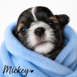 Mickey - Brindle and white male Shih Tzu puppy in Rockmart, Georgia from Sonya Garrett