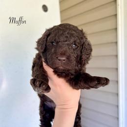 Muffin - Chocolate female Goldendoodle puppy in Taylorsville, Georgia from Sweet Southern Doodles