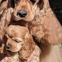 Elvis - Cocker Spaniel