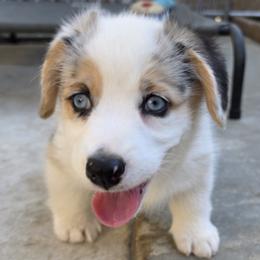 Athena - Blue female Pembroke Welsh Corgi puppy in Duarte, California from Duarte Pups