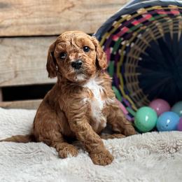 Twigs - Red male Cavapoo puppy in Orrstown, Pennsylvania from Pawfect Fur Friends