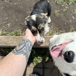 American Corgi, Cardigan Welsh Corgi, and Pembroke Welsh Corgi Puppies from Enok Corgis