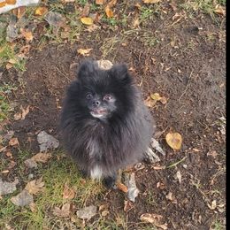 Pomeranian Puppies from Fancy Paws Pomeranian