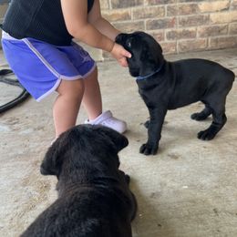 Cane Corso Puppies from Raising Kane Corso’s