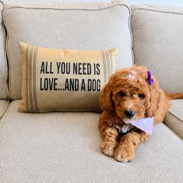 Honor - Cream female Goldendoodle puppy in Hudson, Michigan from Haas Pawz