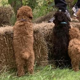 Poodles from Marlene Reyna's Poodles