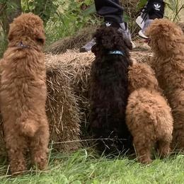 Poodles from Marlene Reyna's Poodles